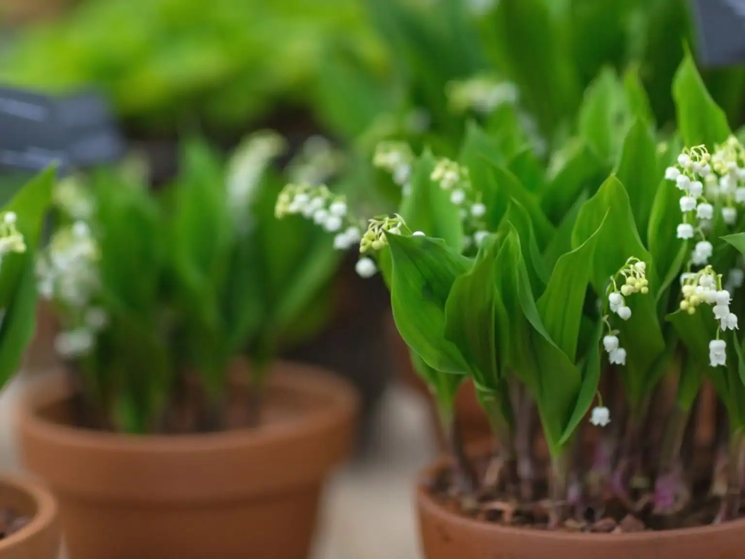 lily of the valley potted indoor