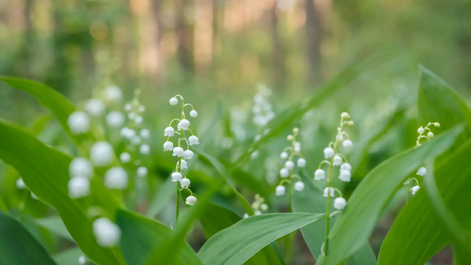 Master the Art of Dividing and Propagating Lily of the Valley