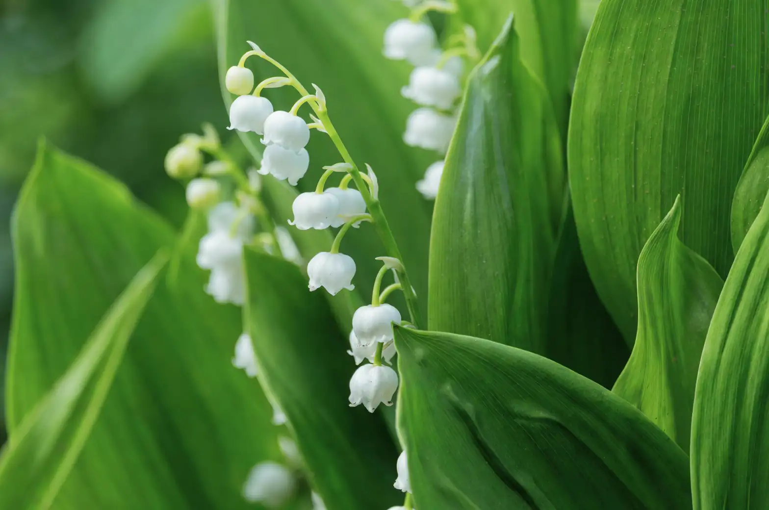 lily of the valley rhizomes close-up