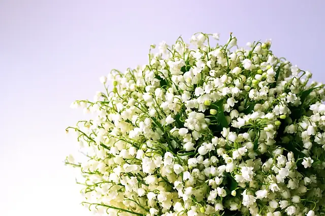 gardener lifting lily of the valley rhizomes