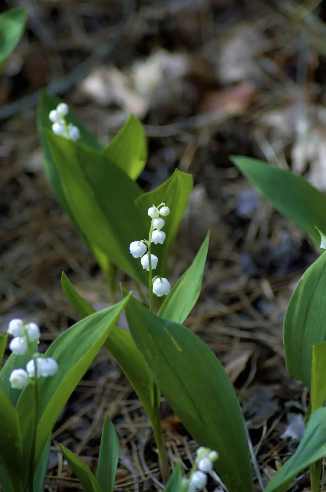 lily of the valley under trees