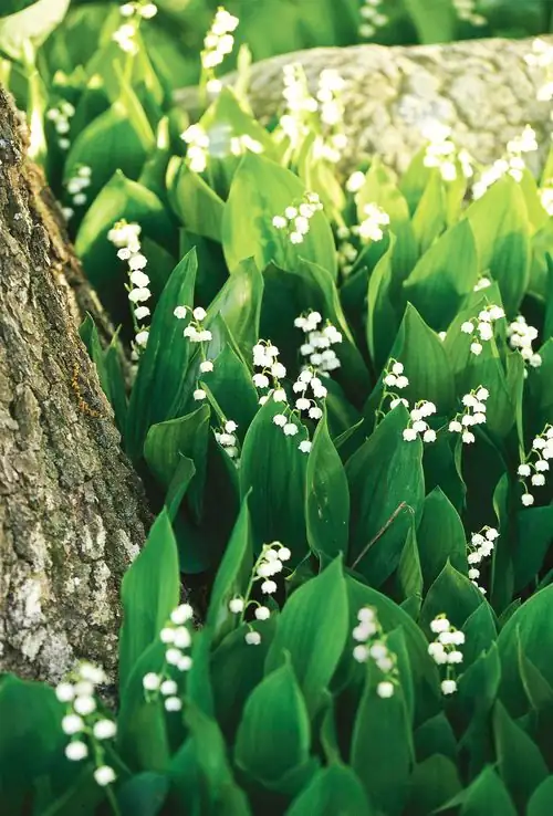 Lily of the Valley Companions: Designing a Harmonious Shaded Garden