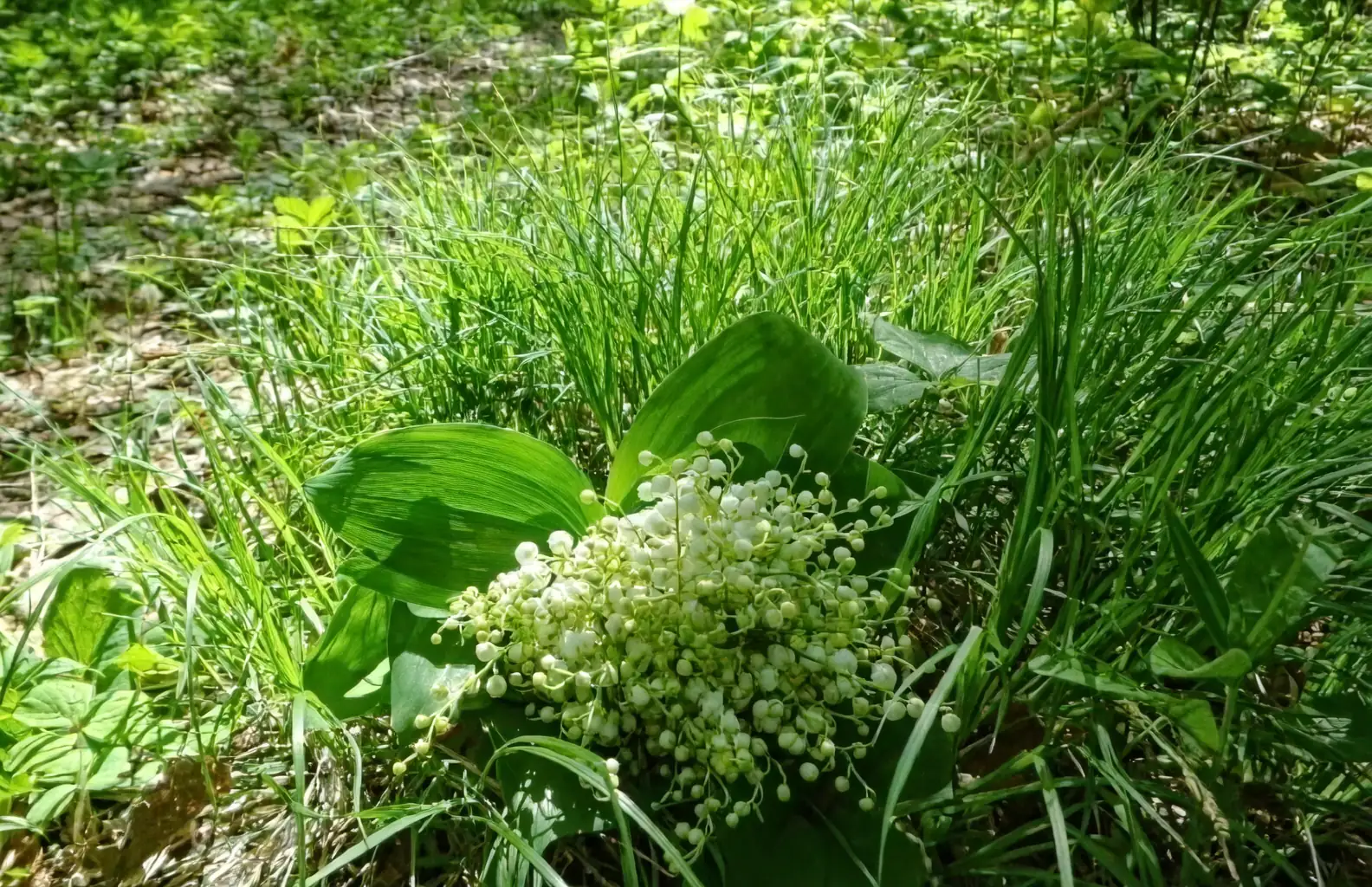 lily of the valley soil conditions