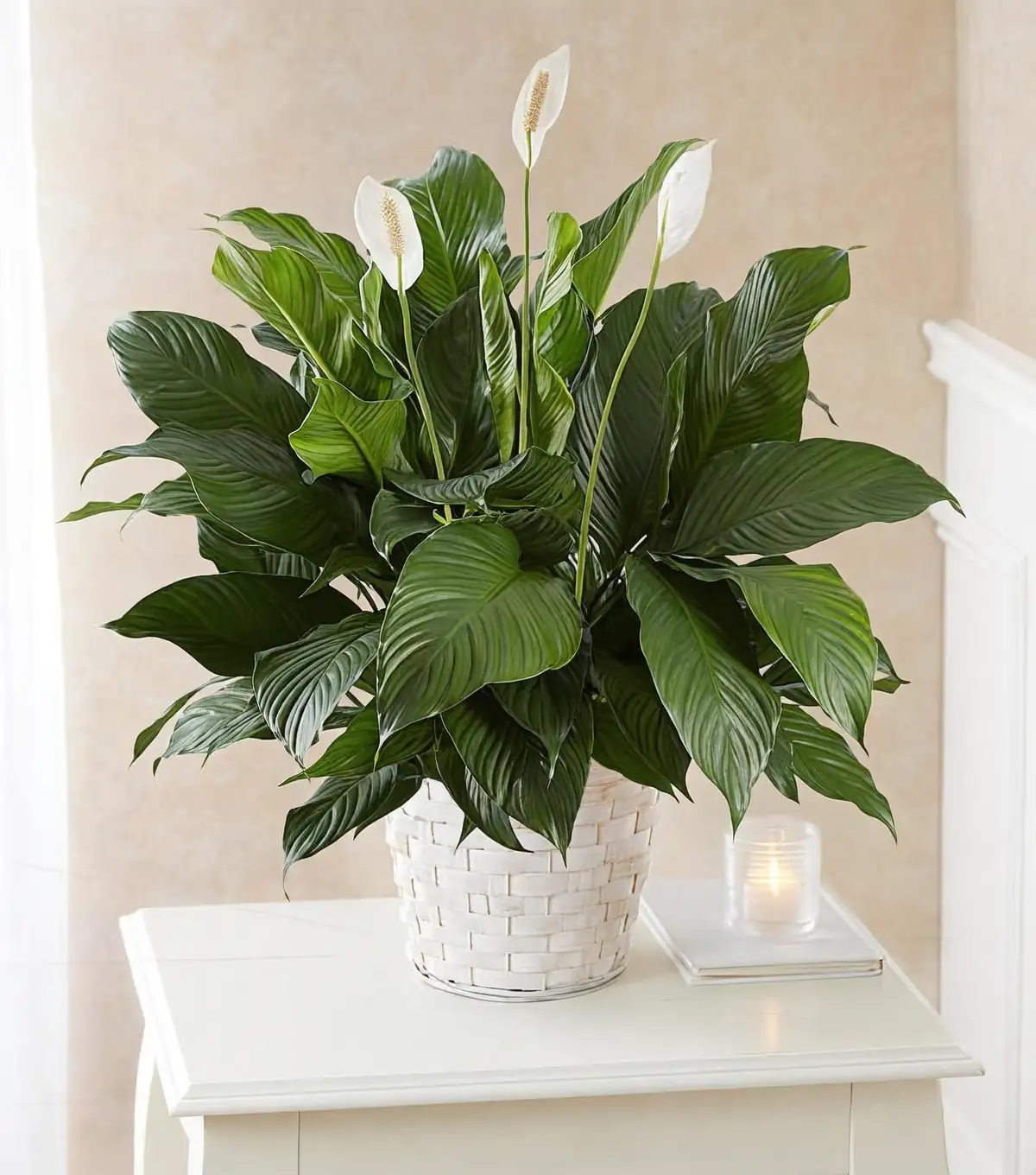 peace lily sympathy gift arrangement