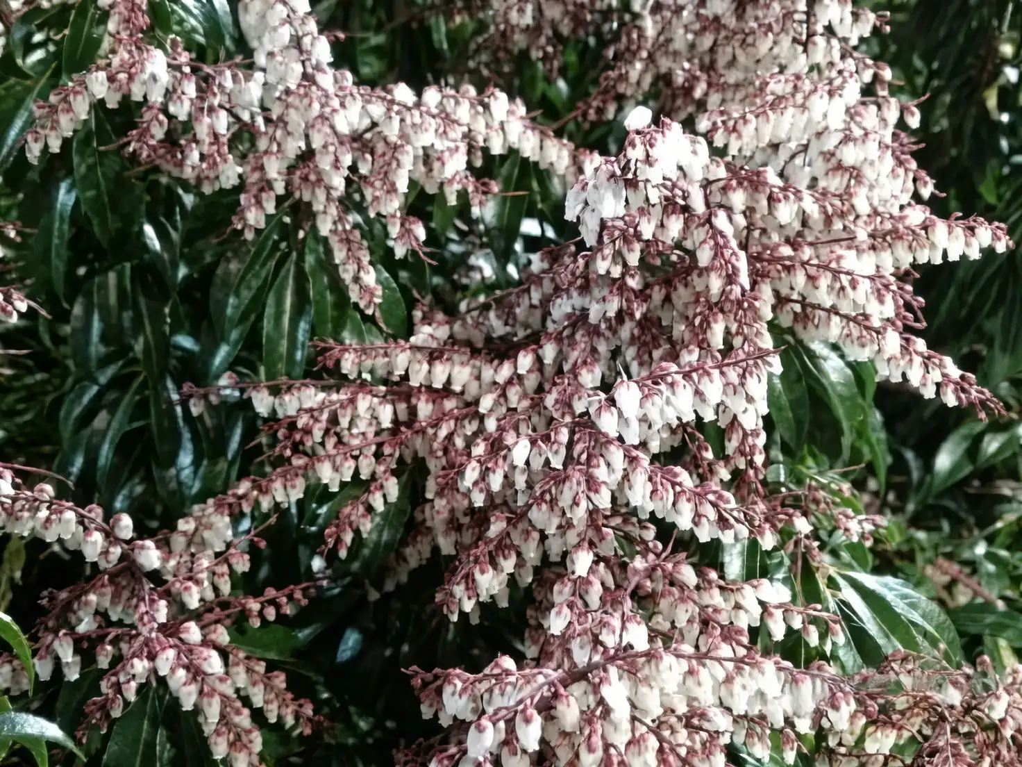 japanese forest grass with lily of the valley