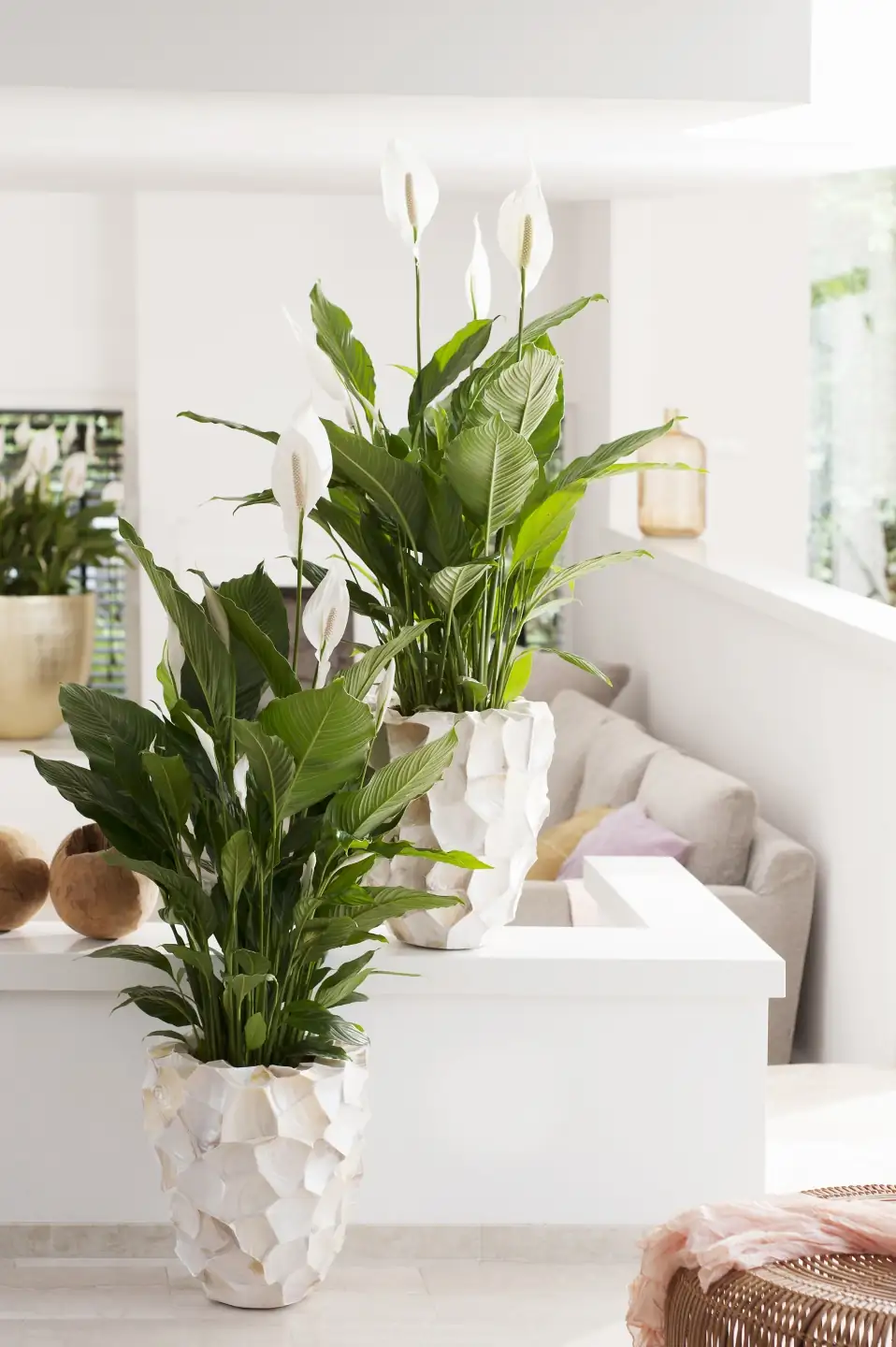 peace lily in living room feng shui