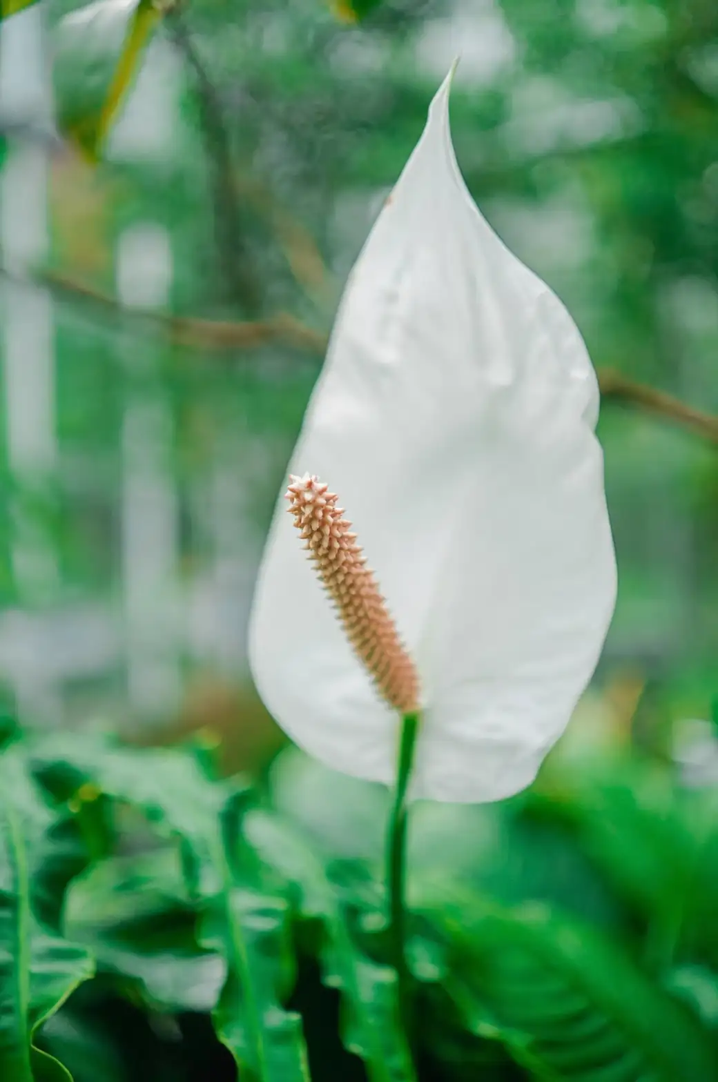 The Peace Lily Propagation Masterclass: How to Multiply Your Green Joy
