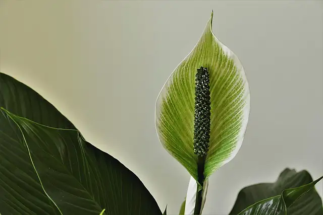 peace lily propagation tools