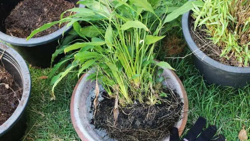 peace lily division planting