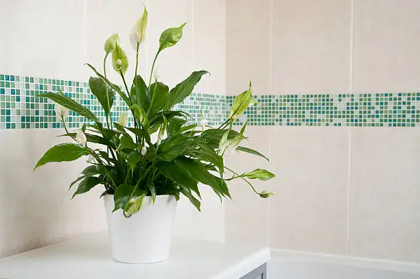 Companion Planting with Peace Lilies: Creating Harmonious Indoor Plant Displays