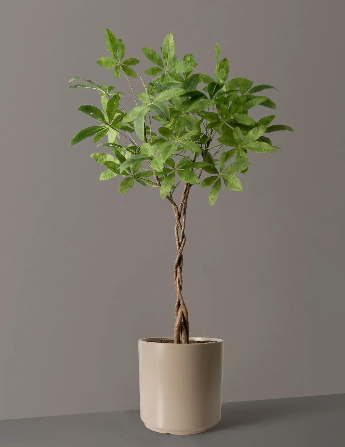 Mastering the Art of Money Tree Care: A Complete Guide to Thriving Indoors