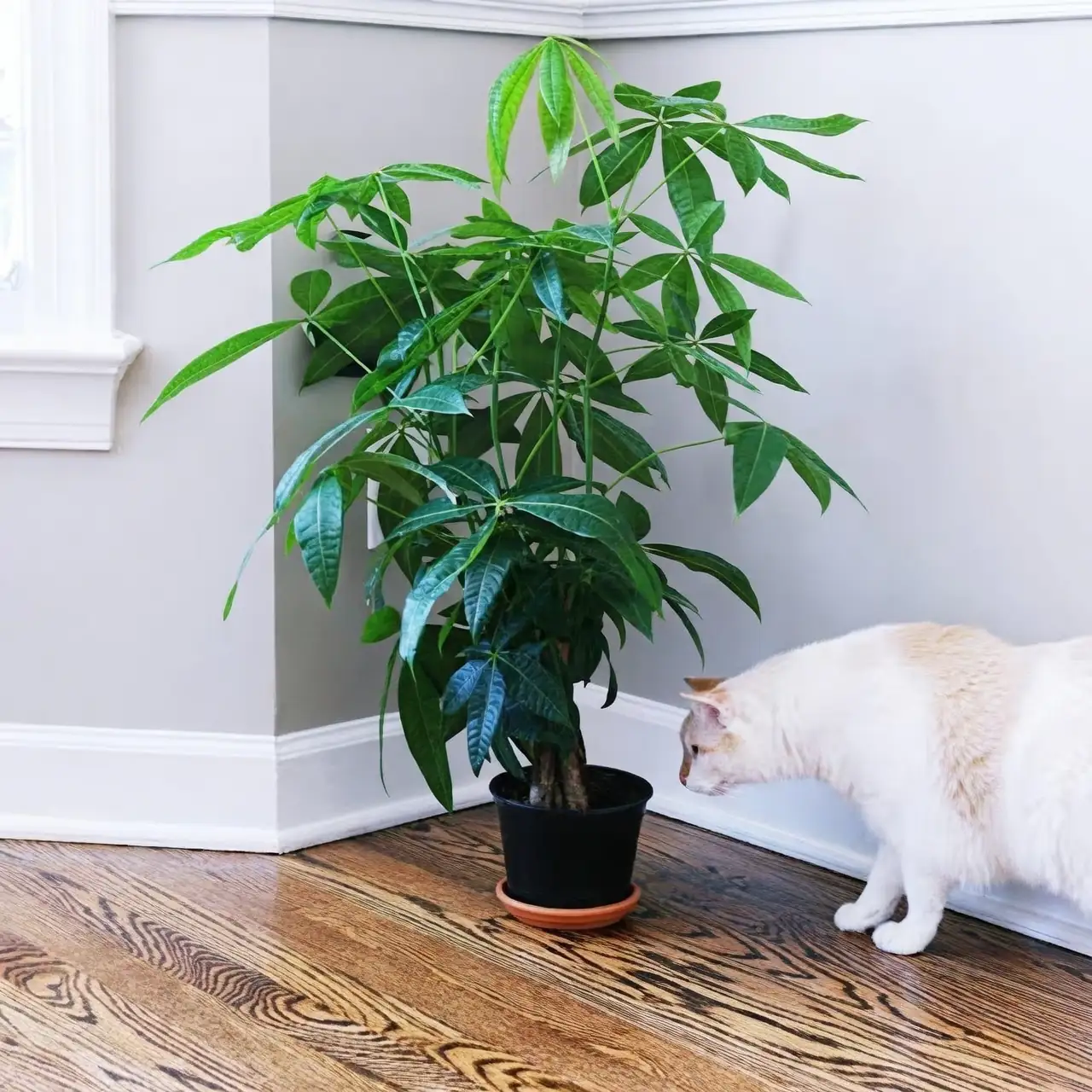 money tree near window light