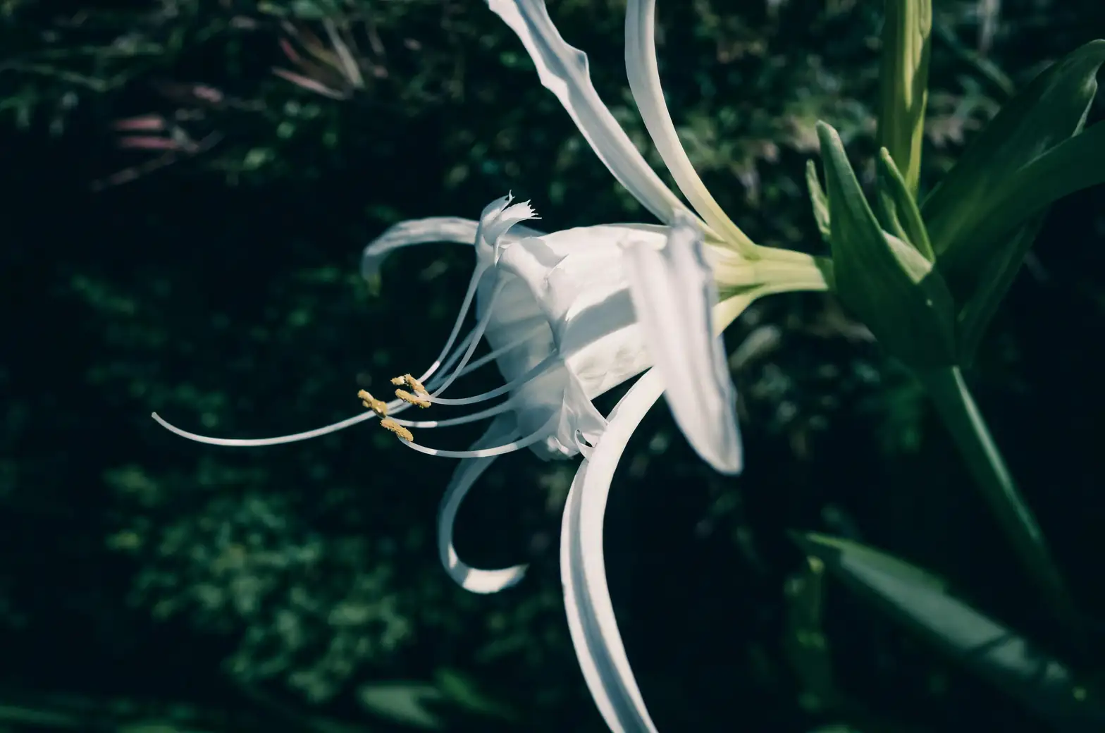 spider plant peace lily combo