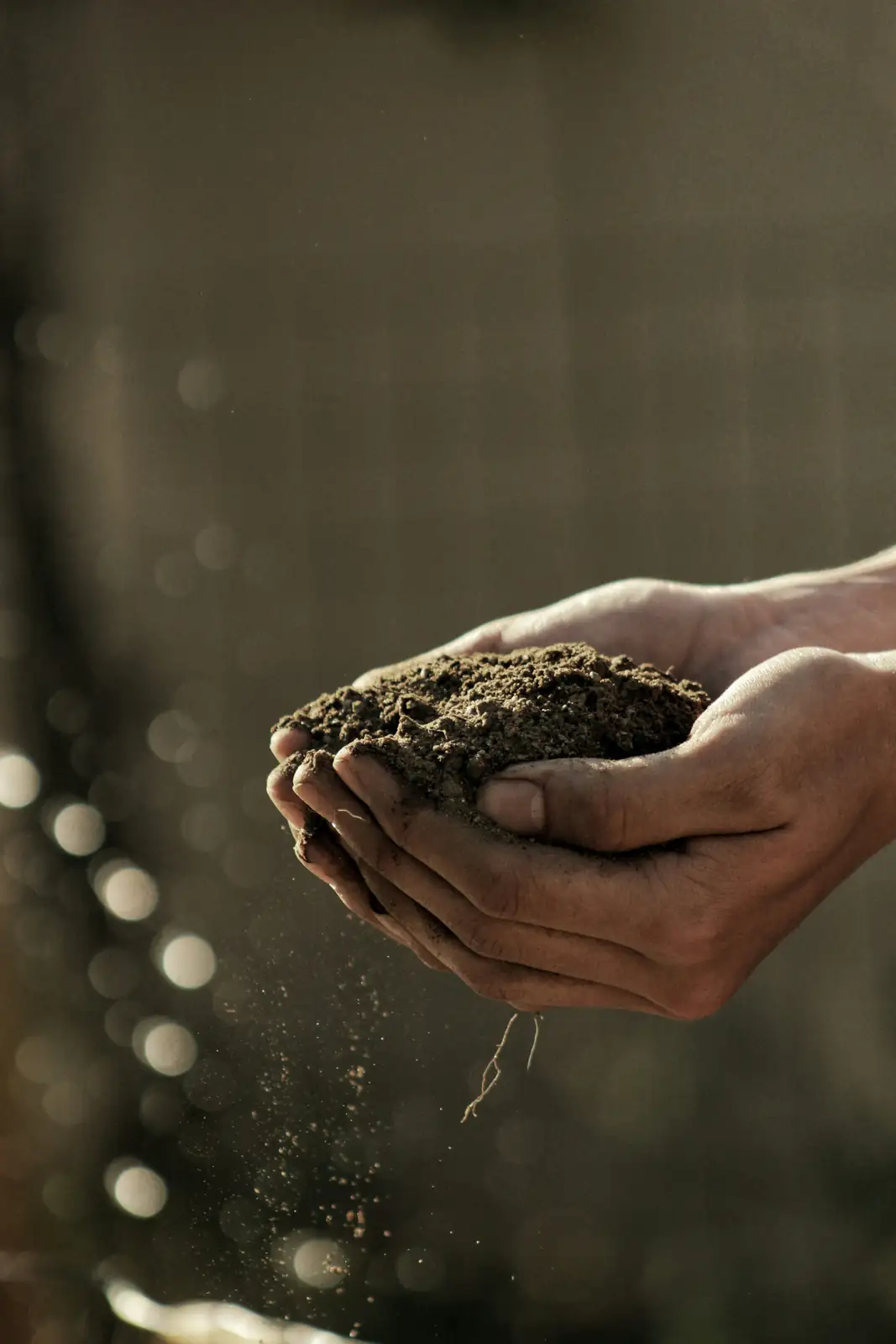 watering money tree soil check
