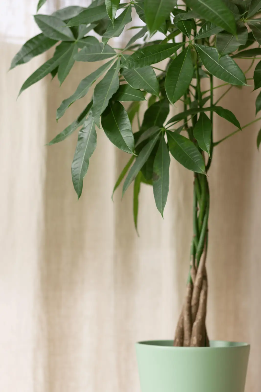 money tree with humidifier nearby