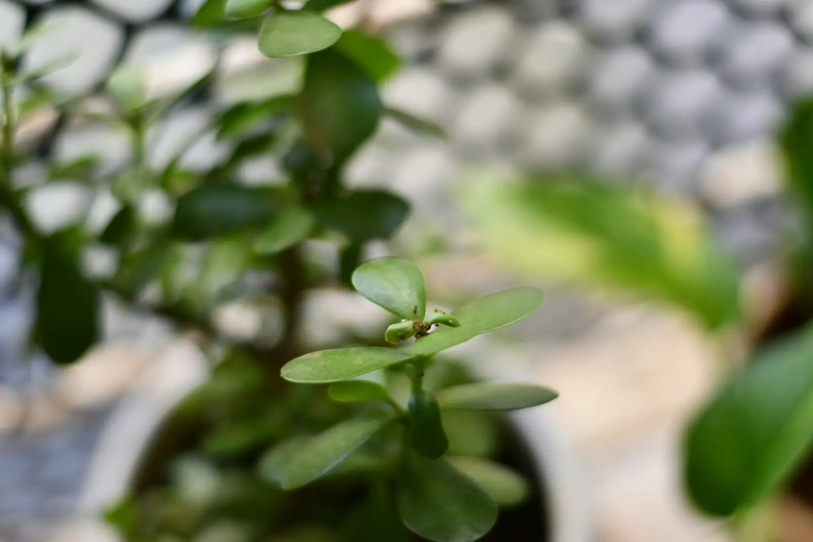 Pest Patrol: Defending Your Money Tree from Common Invaders