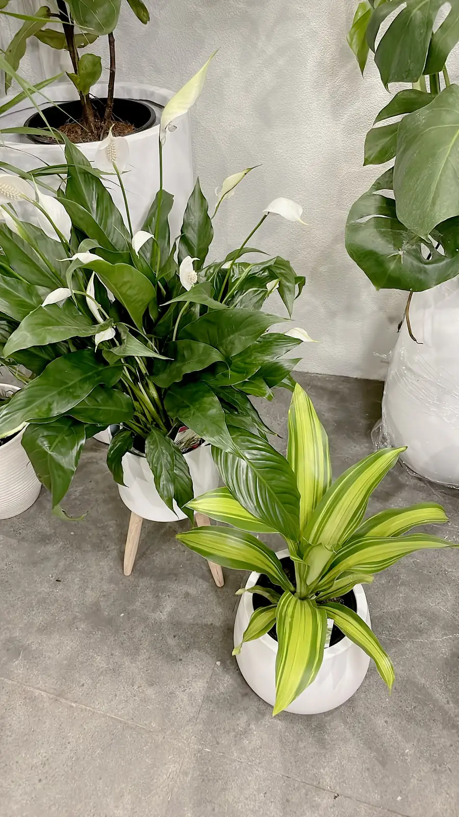 dracaena peace lily indoor