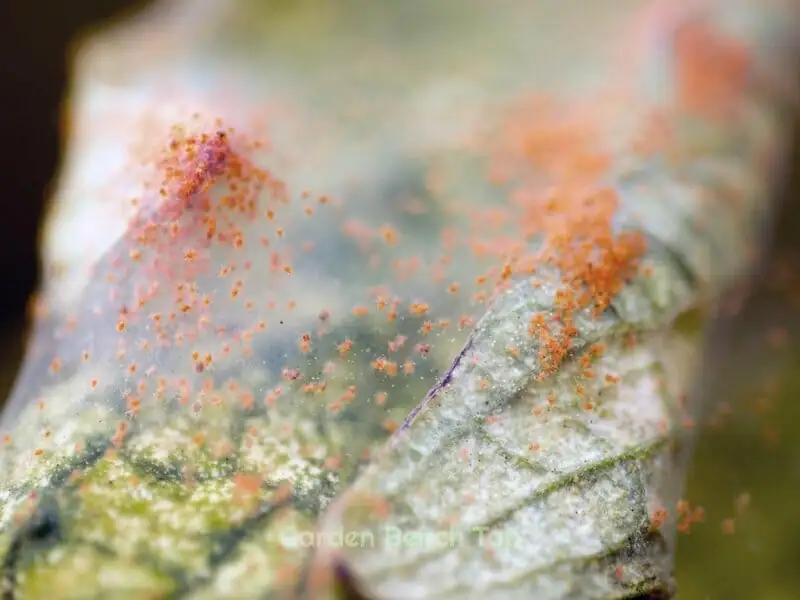 spider mites on money tree leaves