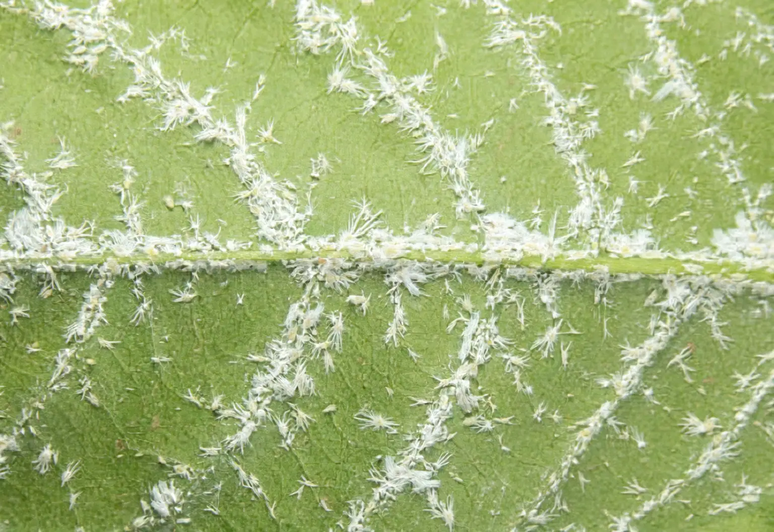 mealybugs on money tree stems