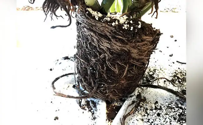 root rot in money tree