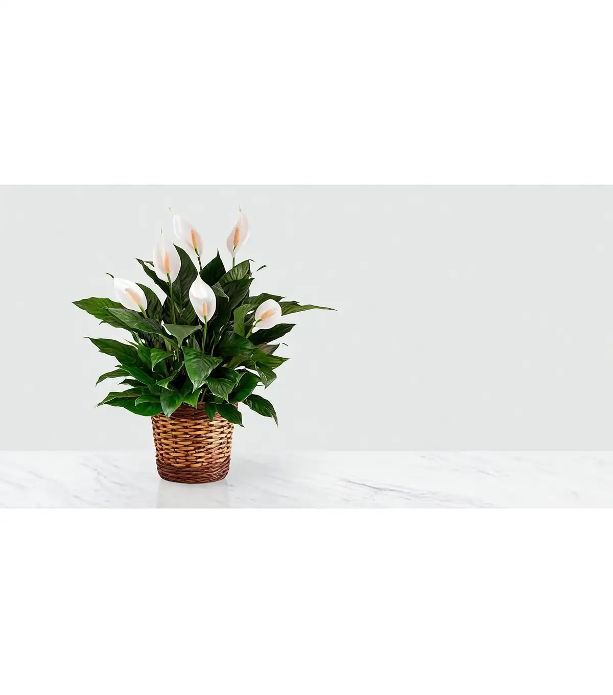 caladium peace lily arrangement