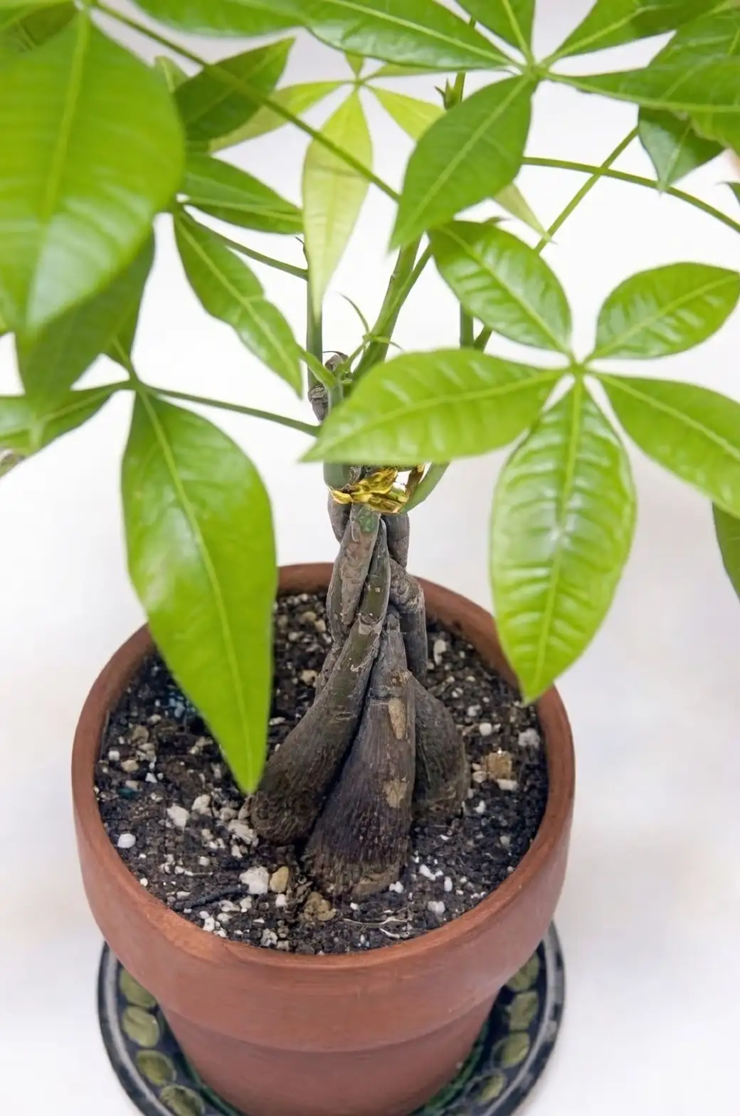 From Tropics to Tabletops: The Fascinating Journey of the Money Tree
