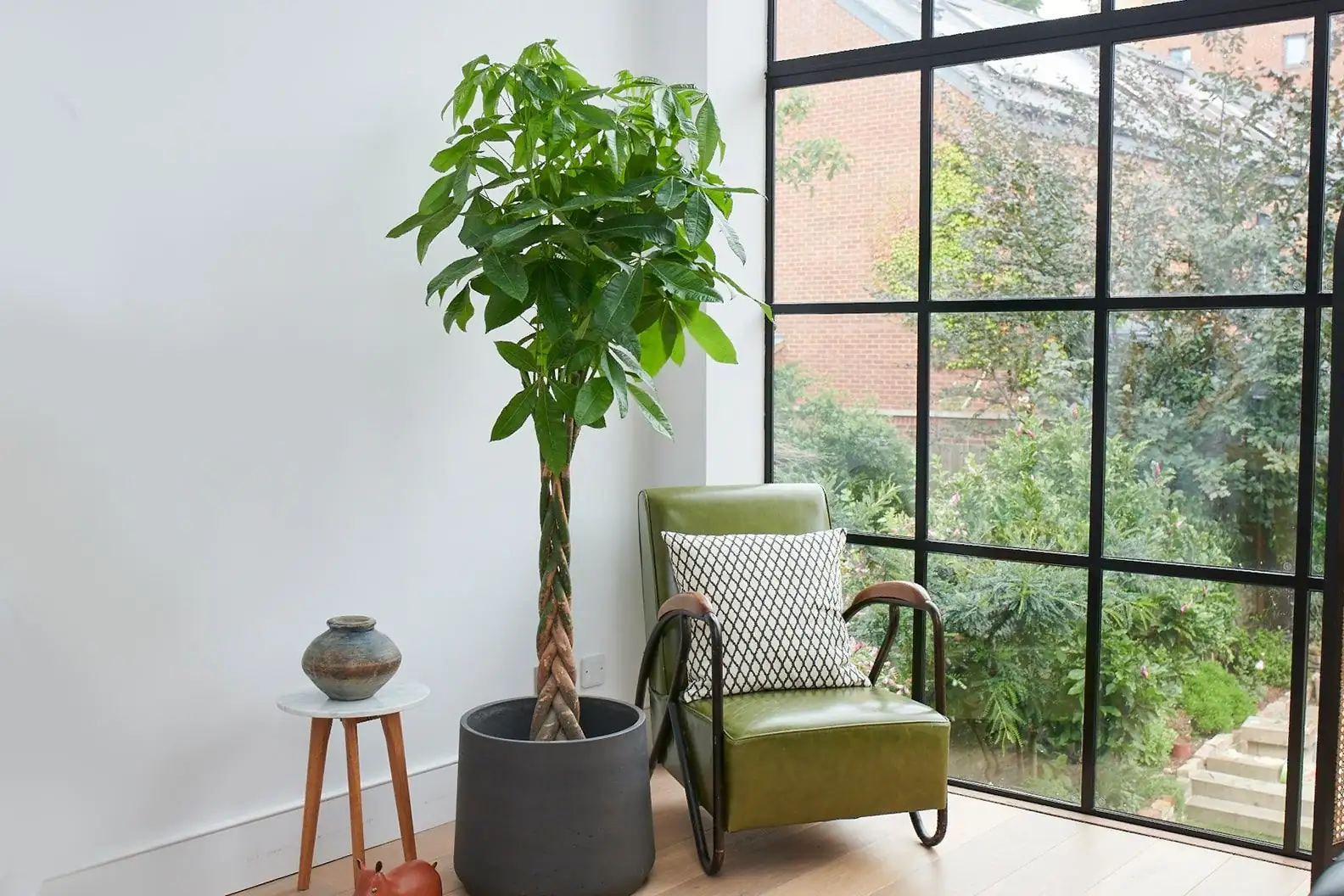 money tree indoor living room