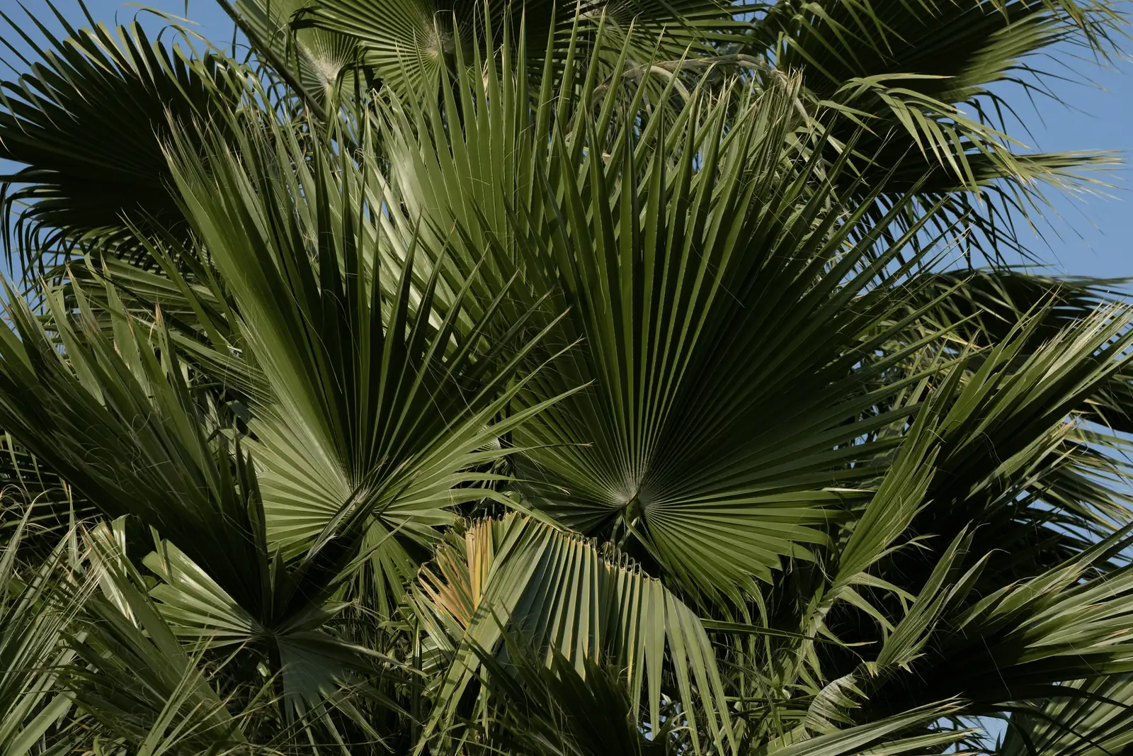 Unlocking Prosperity: The Symbolism and Cultural Significance of the Money Tree
