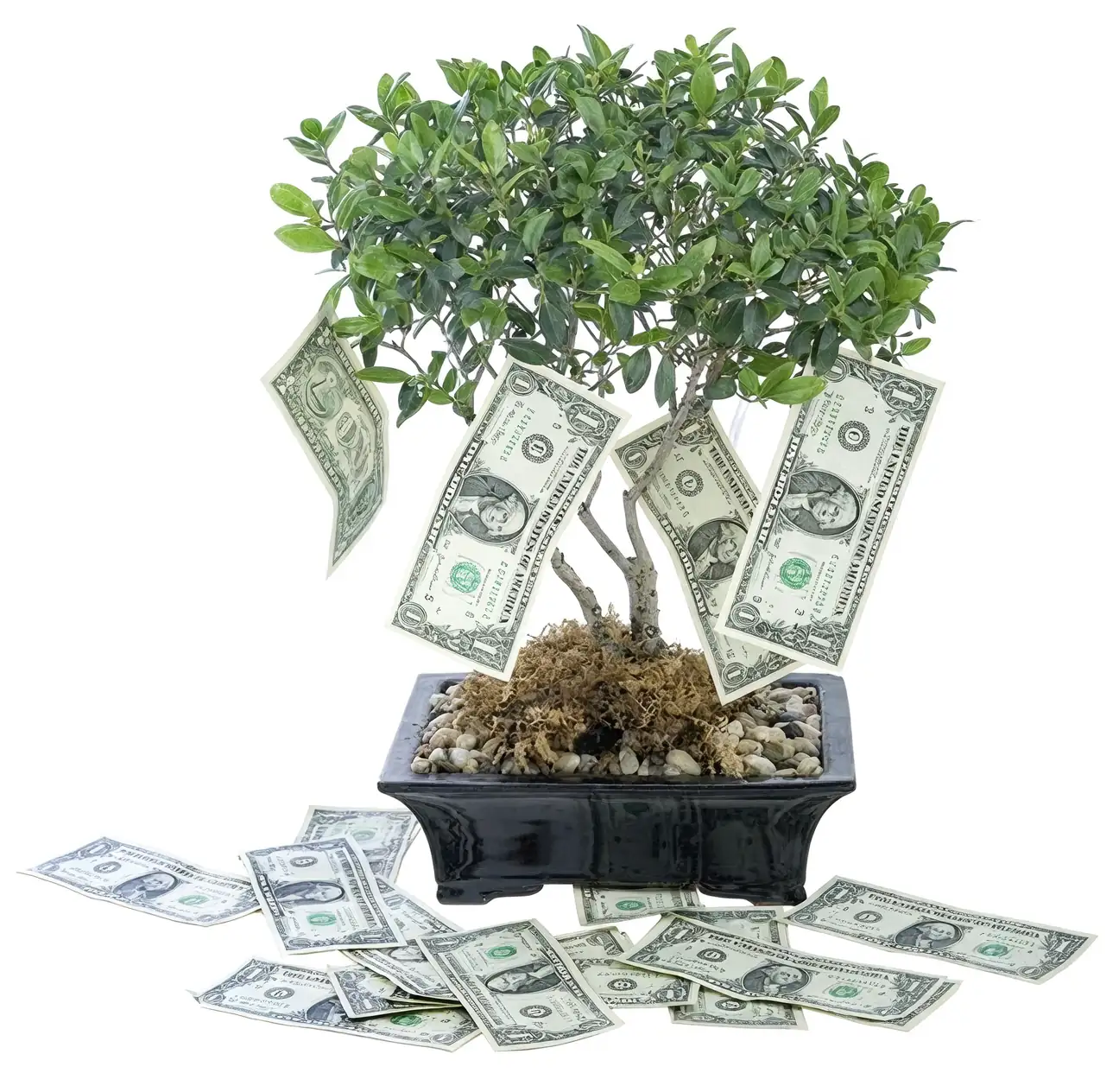 money tree in business setting