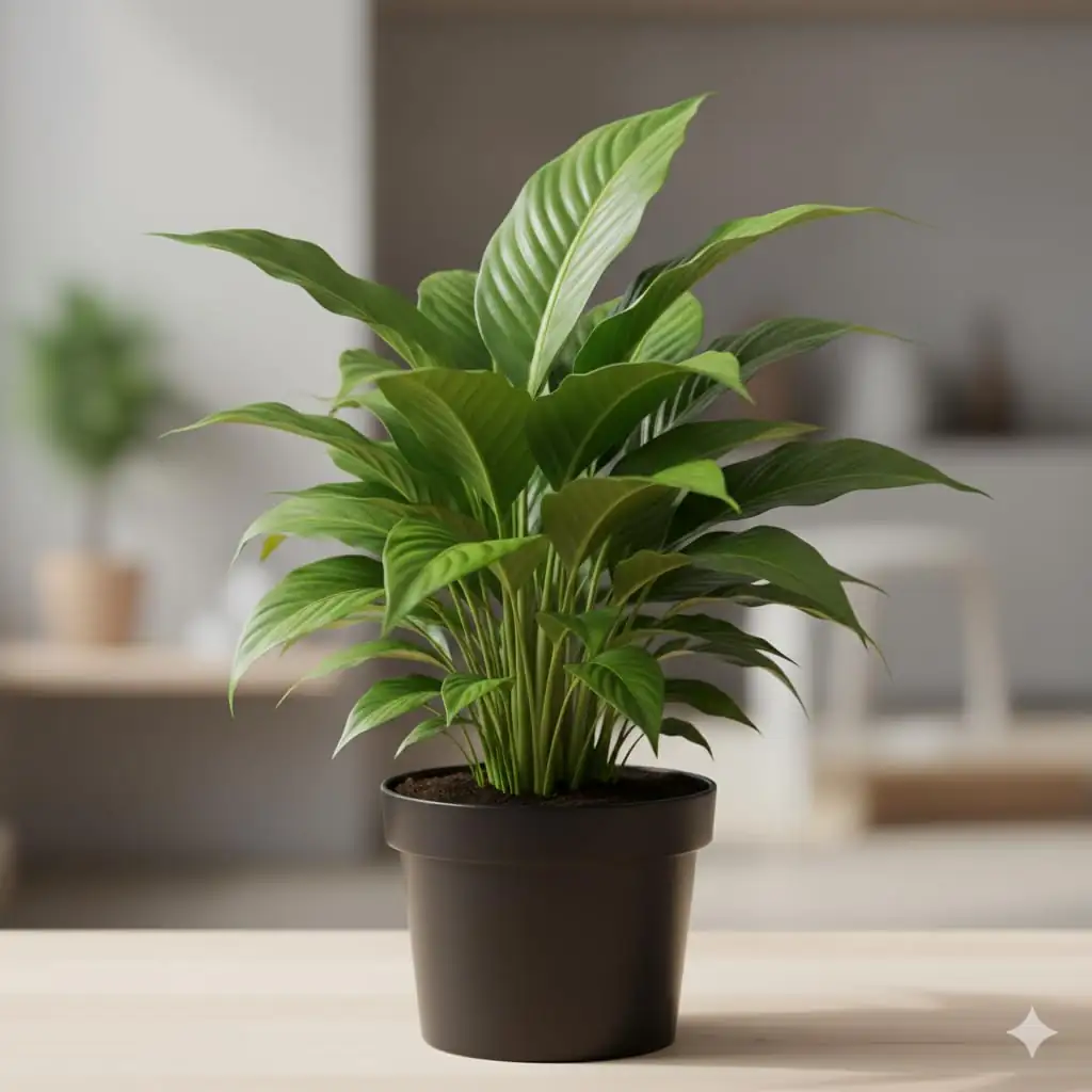 peace lily indoor living room
