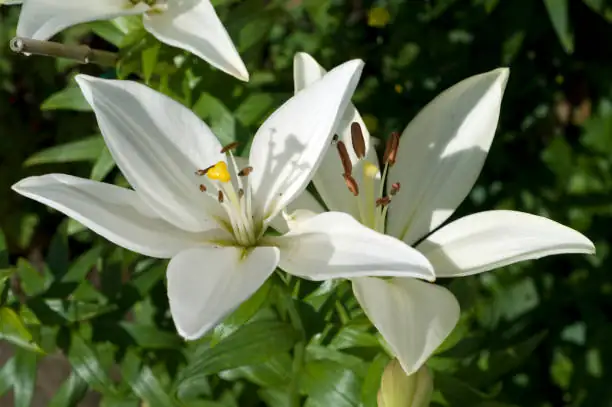 Defend Your August Lily: Battle Slugs, Snails, and Summer Troubles!