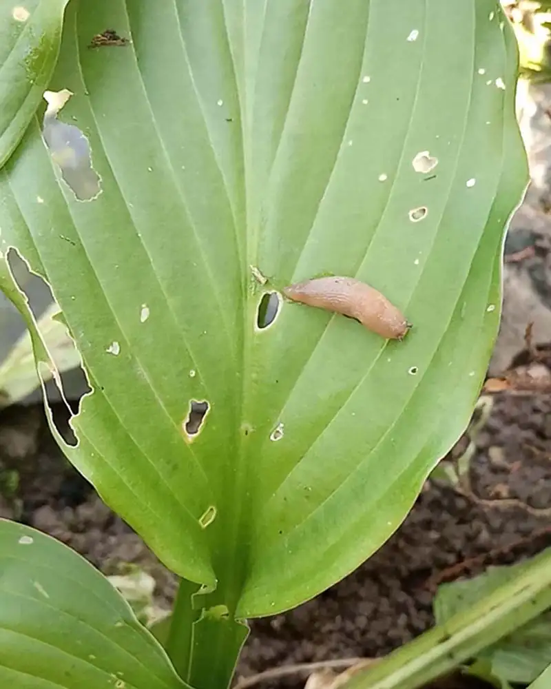 slug on hosta leaf
