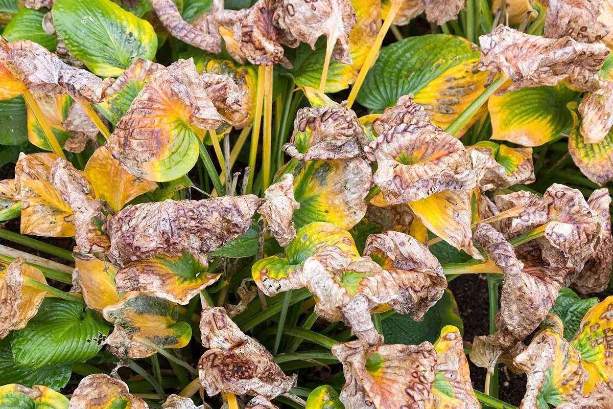 fusarium leaf rot hosta