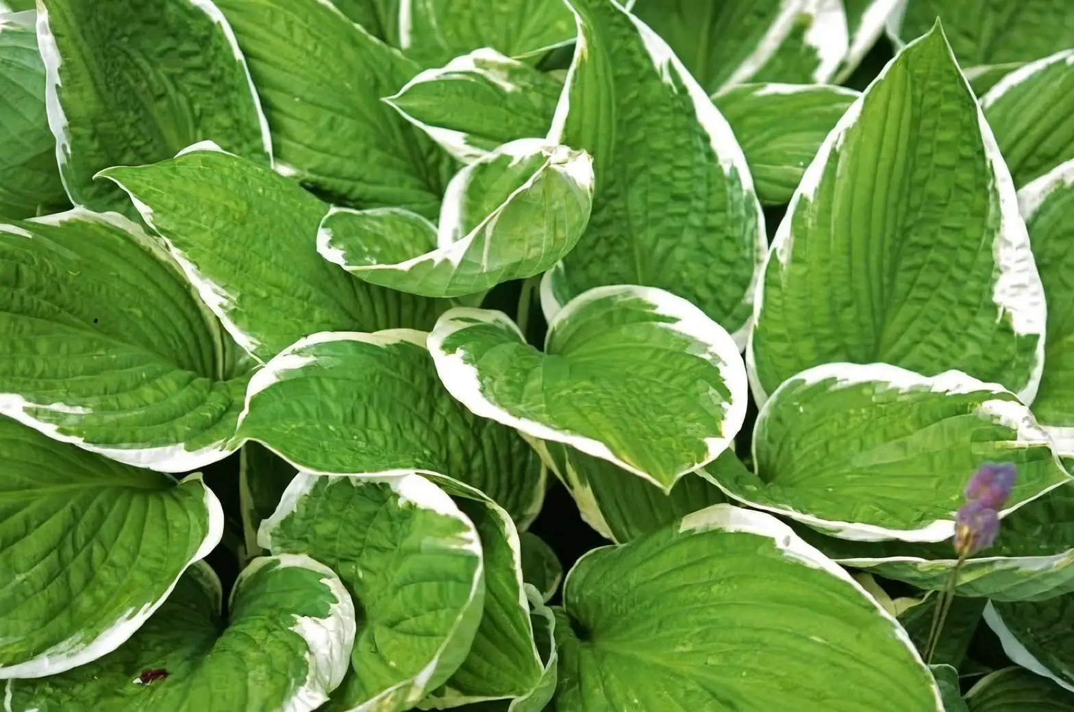 hosta plant shade garden