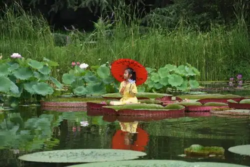 From Han Dynasty to Your Garden: The Storied Journey of August Lily
