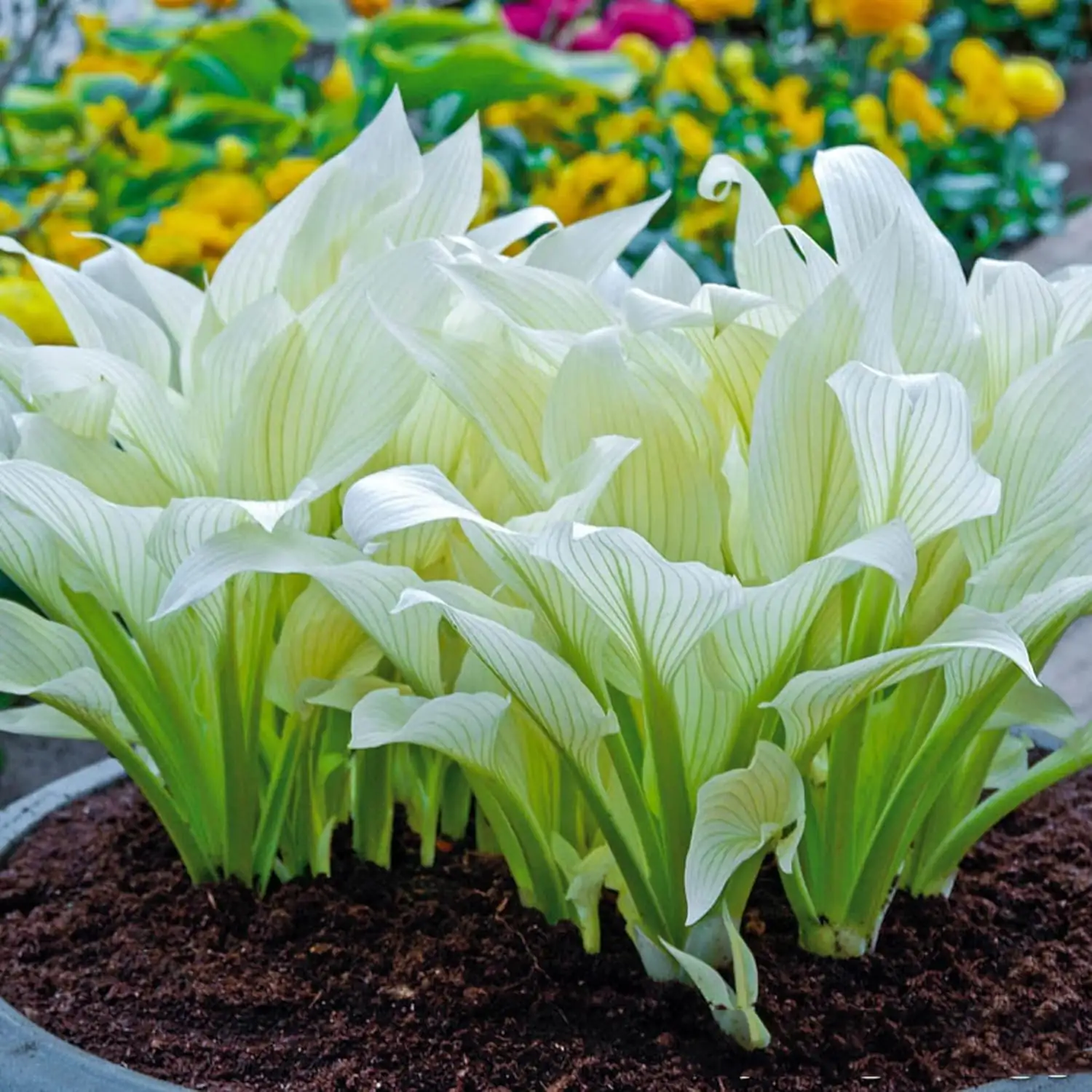 August Lily care in shaded garden