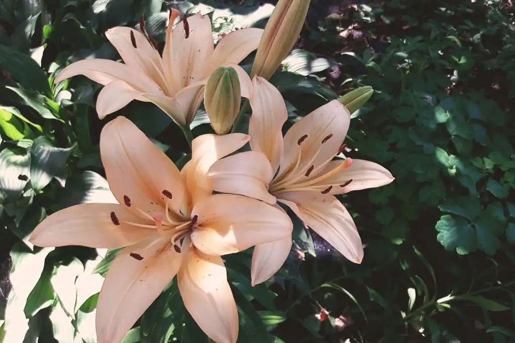 Why August Lily Smells Best at Night: Intriguing Floral Quirks