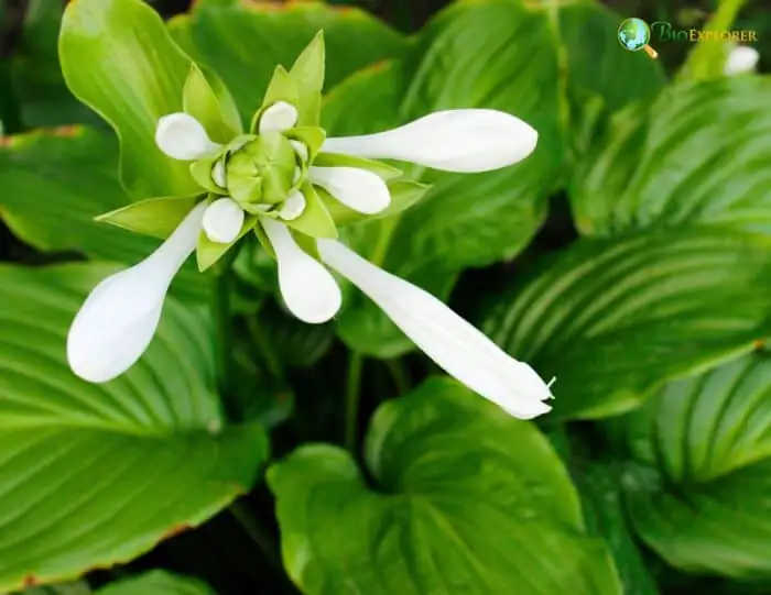 August Lily foliage close-up