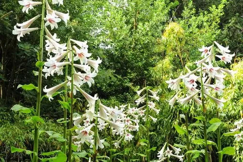 August Lily in shaded garden
