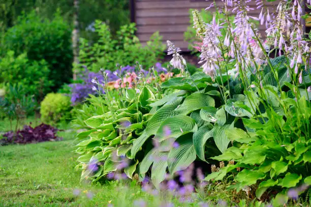 august lily garden evening
