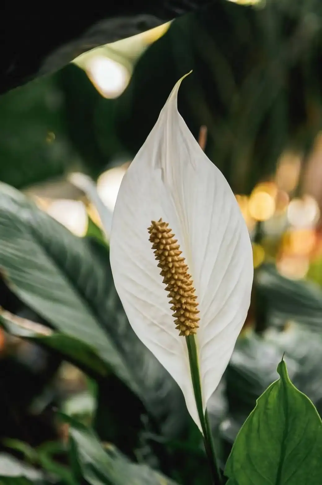 Transform Your Space: Designing Serene Gardens with August Lily