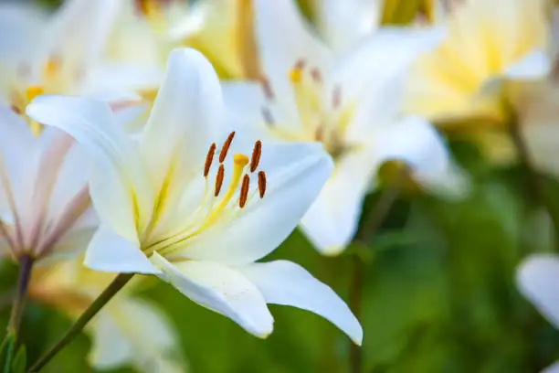 august lily flowers evening bloom