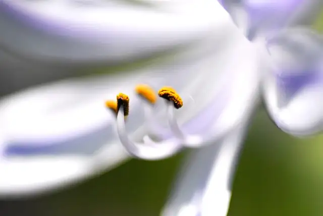 august lily flowers close-up