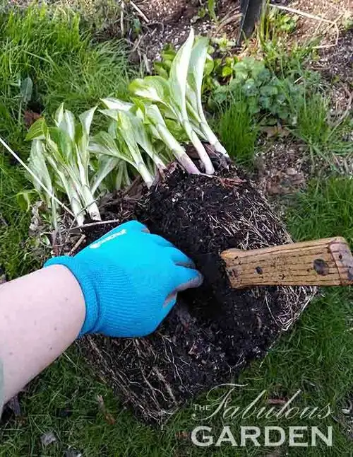 dividing hosta root ball