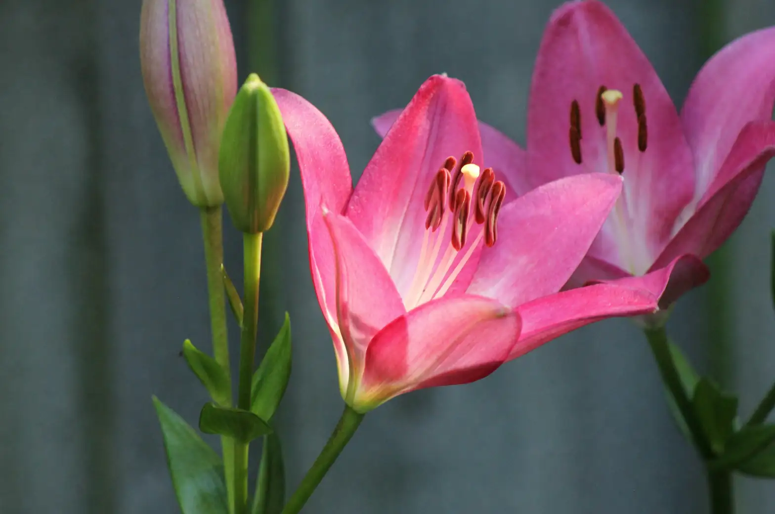 Hostas in Culinary Traditions: Can We Eat August Lily?
