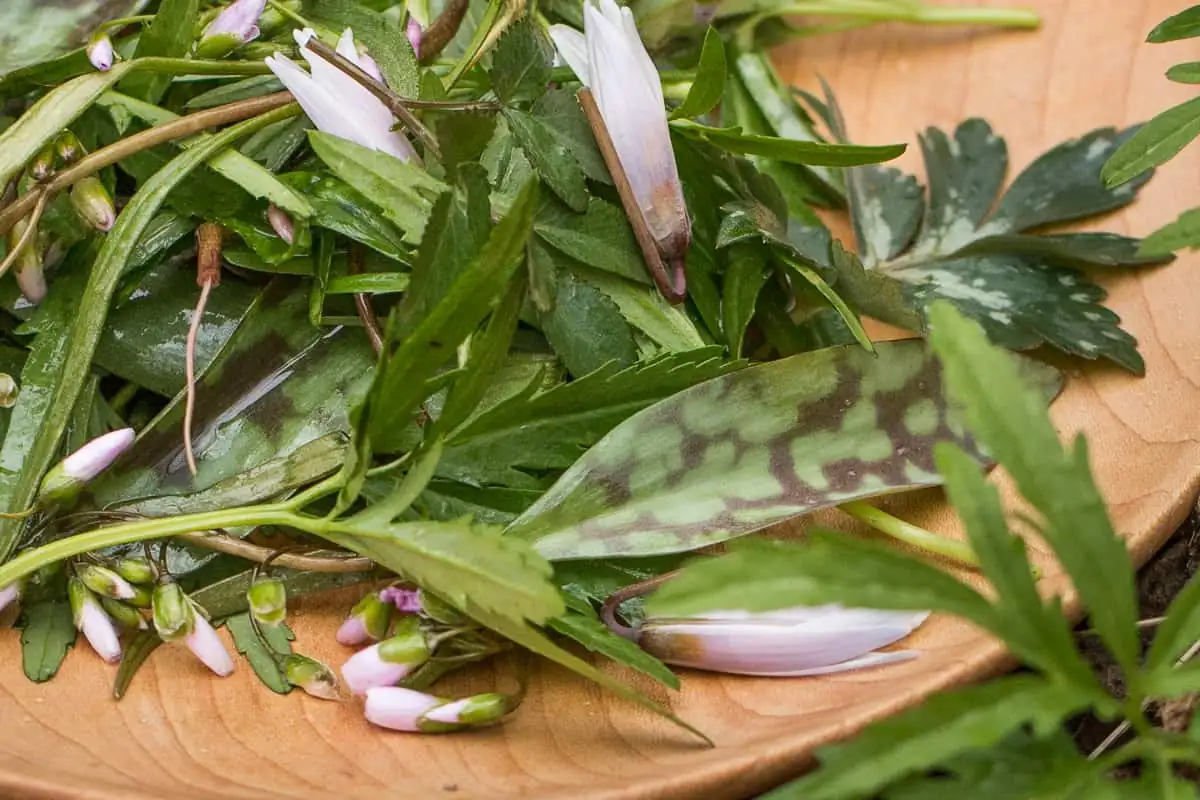 August Lily leaves in salad
