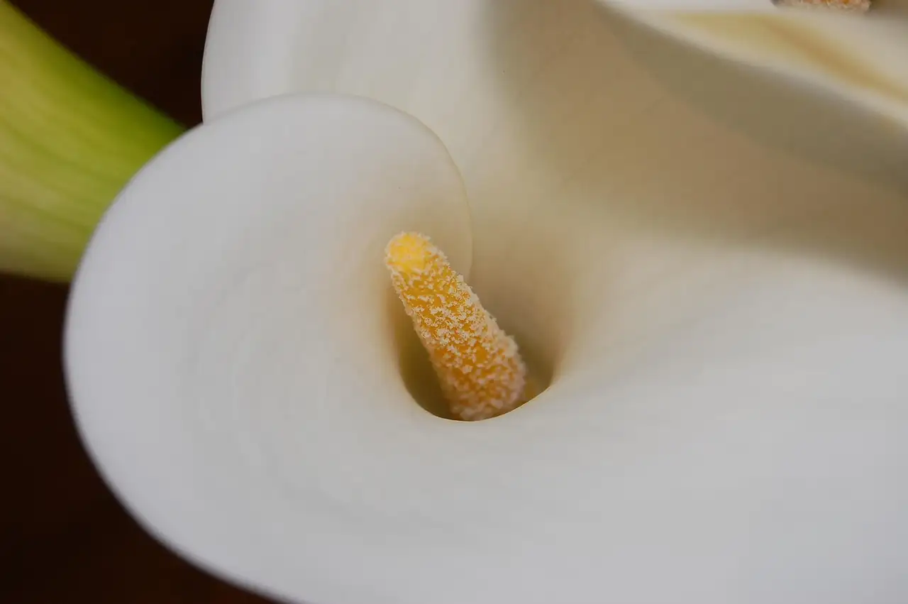 peace lily flower close-up