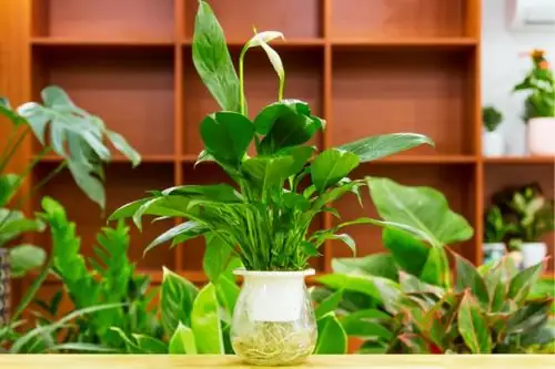 peace lily on study desk