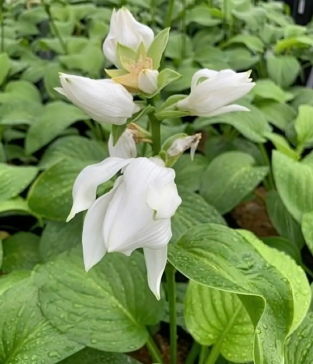 玉簪的最佳搭档：阴生植物的完美组合