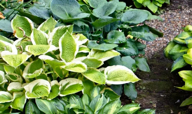 scrophularia and hosta contrast